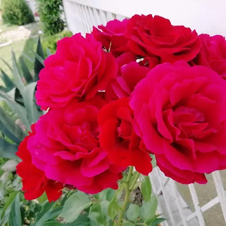 Christina's 토리델베나코